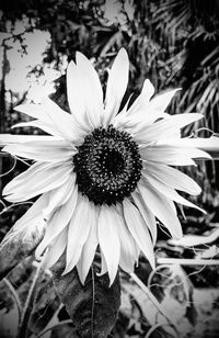 Close-up of flower blooming outdoors