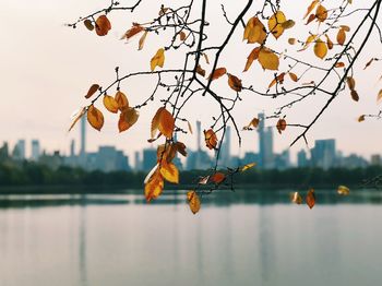 Close-up of leaves on lake against sky