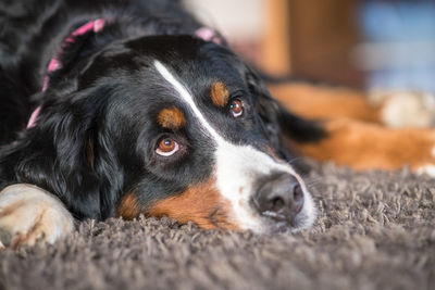 Close-up portrait of dog lying down