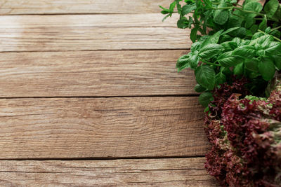 Gardening and healthy eating concept with different herbs and salad leaves on wooden background