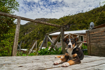 Cute little puppy dog on wooden piers and walkways of caleta tortel at rio baker, carretera austral