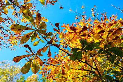 Low angle view of autumnal tree against sky