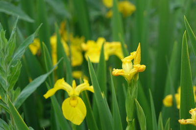 Close-up of yellow flowering plant on field