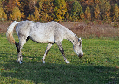 Side view of a horse on field