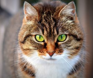 Close-up portrait of cat