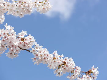Low angle view of cheery blossoms against sky