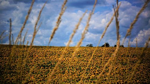 Scenic view of agricultural field against sky