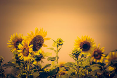 Close-up of yellow flowering plant