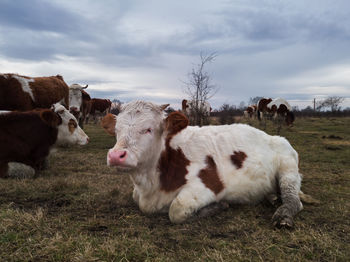 View of cows on field