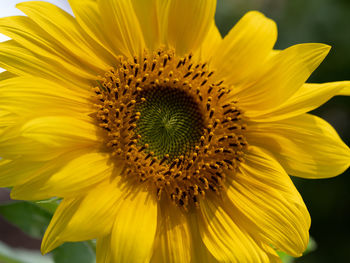 Close-up of sunflower