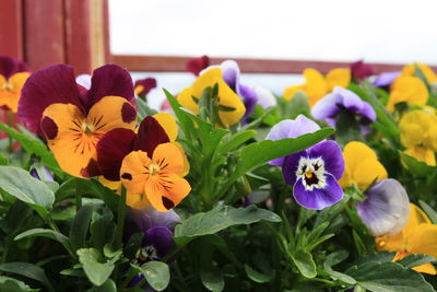 Close-up of flowers blooming outdoors