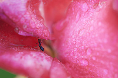 Close-up of wet pink rose flower