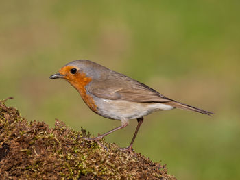 Close-up of bird perching on a plant