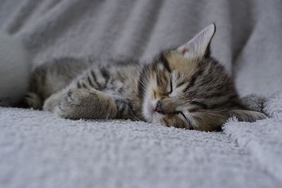 Close-up of cat lying on bed