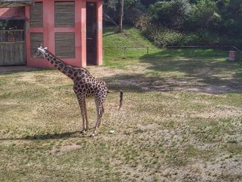 Horse standing in a field