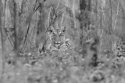 View of cat on field