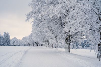 Bare tree on snow covered landscape