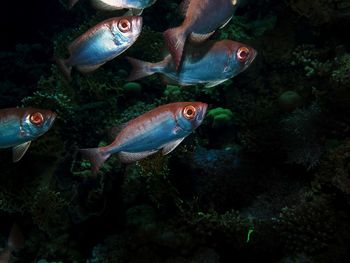 Lunartail bigeyes close to the shelter of a coral reef