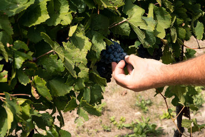 Uva pronta alla vendemmia