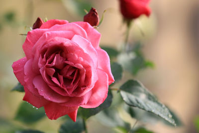 Close-up of pink rose