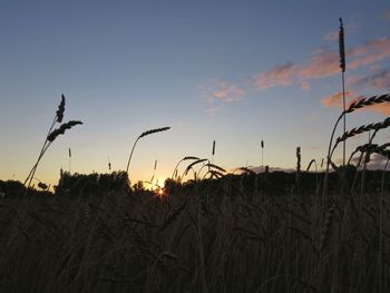 Silhouette plants on field against sky at sunset