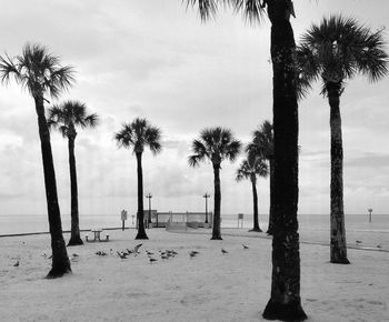 Palm trees at seaside