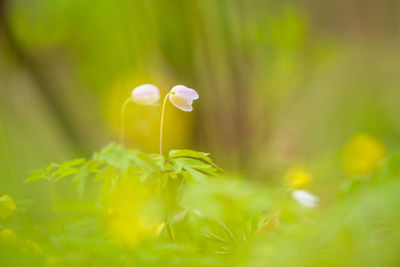 A beautiful white wood anemone growing in the spring forest.