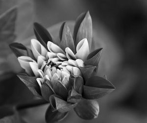 Close-up of pink flowers blooming outdoors