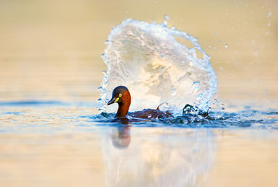 Bird swimming on lake