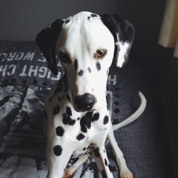 Close-up of dalmatian sitting on bed