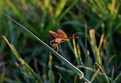 Close-up of dragonfly on grass