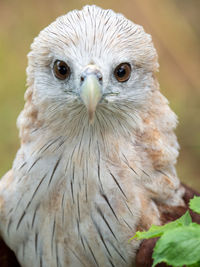 Close-up portrait of owl