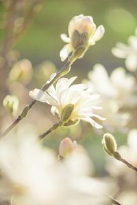 Close-up of flowers blooming outdoors
