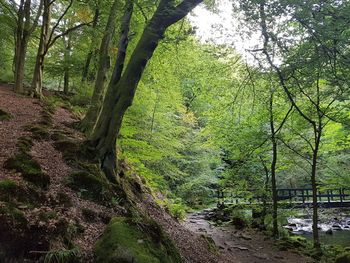 Scenic view of forest