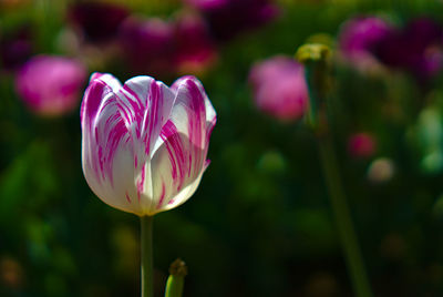 Close-up of pink flowering plant