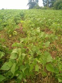 Plants growing on tree