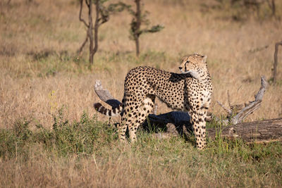 Cheetah on grassy field during sunny day