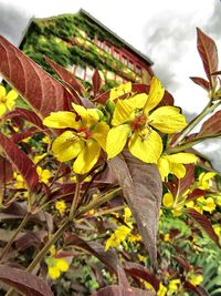 Low angle view of yellow flowers blooming against sky