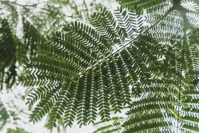 Full frame shot of leaves on tree