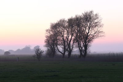 Trees on field against sky during sunset