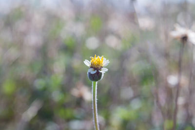 Close-up of yellow flowering plant