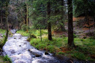 Scenic view of forest