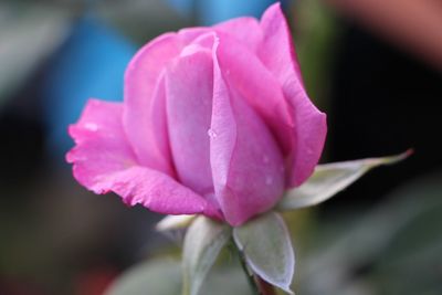 Close-up of pink flower blooming outdoors