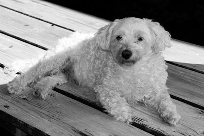 Portrait of dog relaxing on wood