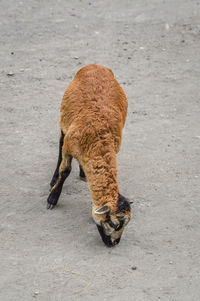 High angle view of a cat on street