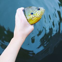 Cropped hand holding fish over lake