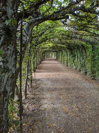Narrow pathway along trees