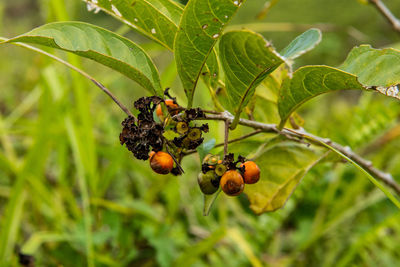 Close-up of fruits on tree