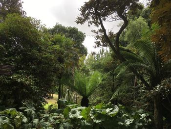 Trees in park