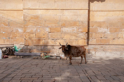 View of an animal on wall